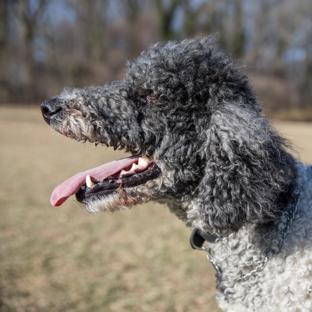 PetFriendly Apartments 101 Dupont Place