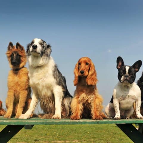 group of dogs sitting on a bench
